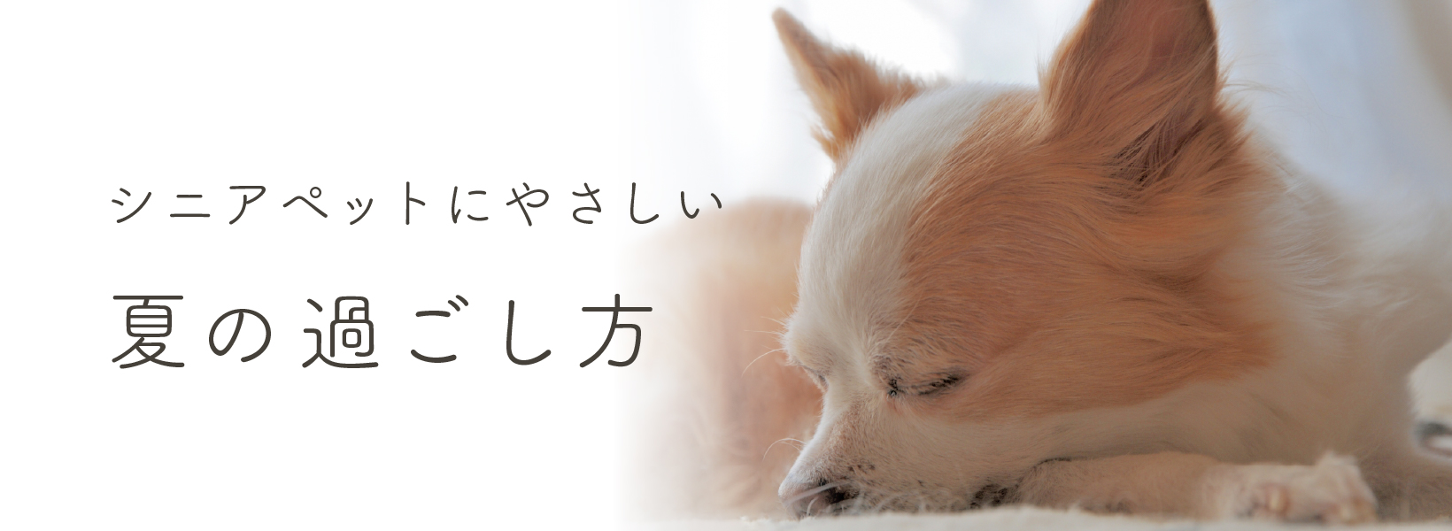シニアペットにやさしい夏の過ごし方	