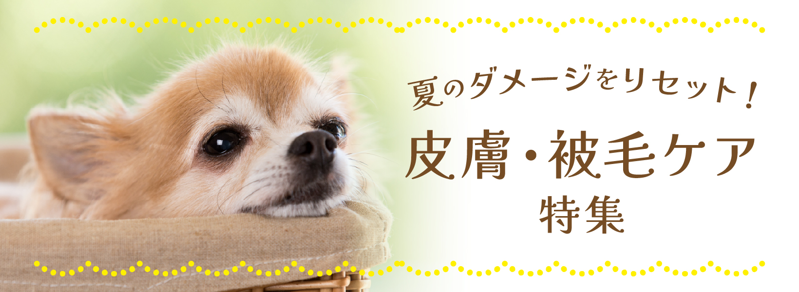 夏のダメージをリセット!皮膚・被毛ケア特集