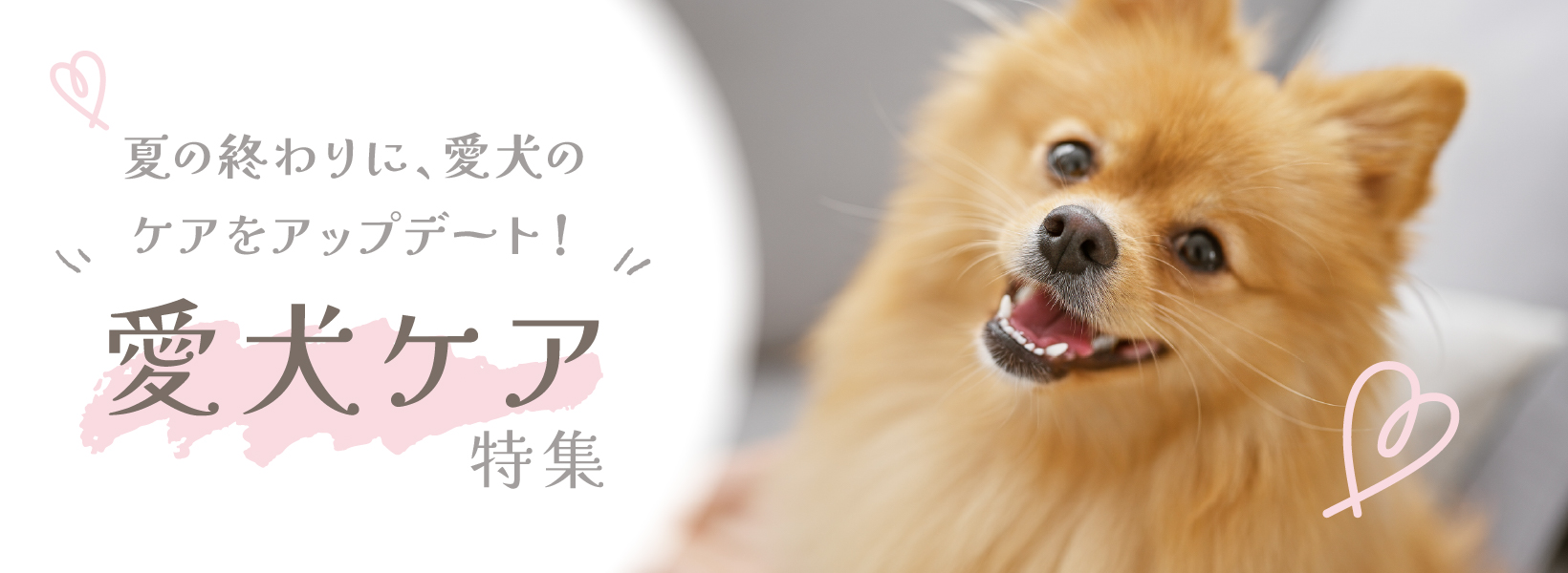 夏の終わりに、愛犬のケアをアップデート!愛犬ケア特集